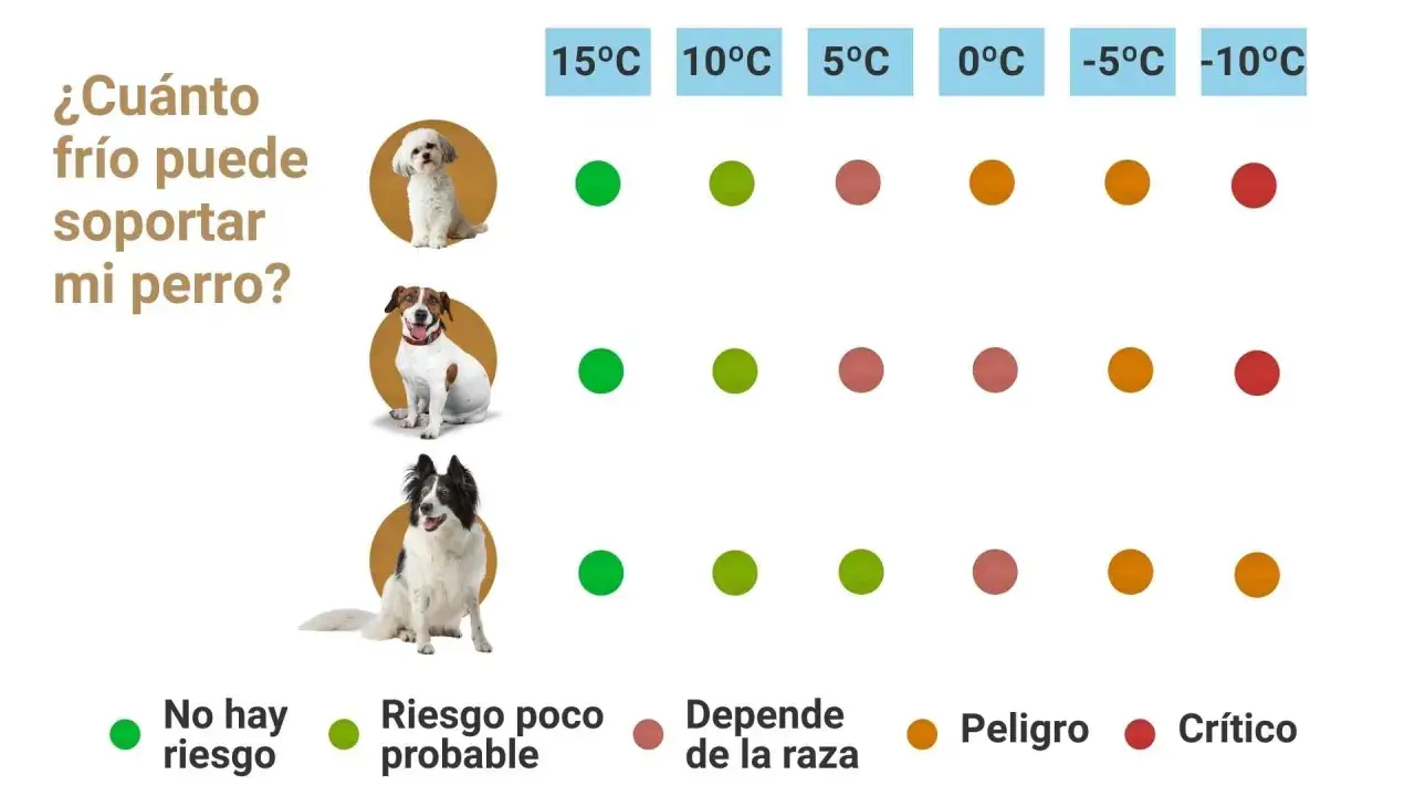 Guía visual para saber si mi perro tiene frío. Muestra la tolerancia al frío de tres razas de perros según la temperatura, con indicadores de riesgo.