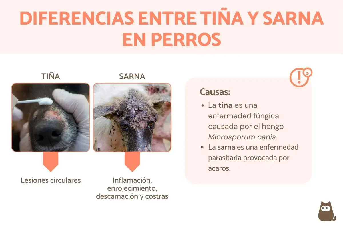 Comparativa de tiña y sarna en perros. La tiña causa lesiones circulares, mientras que la sarna provoca inflamación, enrojecimiento, descamación y costras.