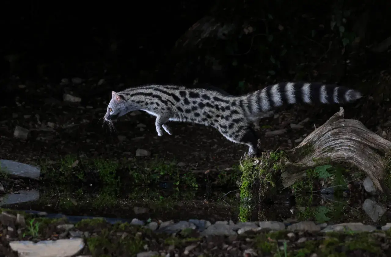 La garduña animal, con su pelaje moteado y cola anillada, salta ágilmente sobre un tronco cubierto de musgo en la oscuridad.