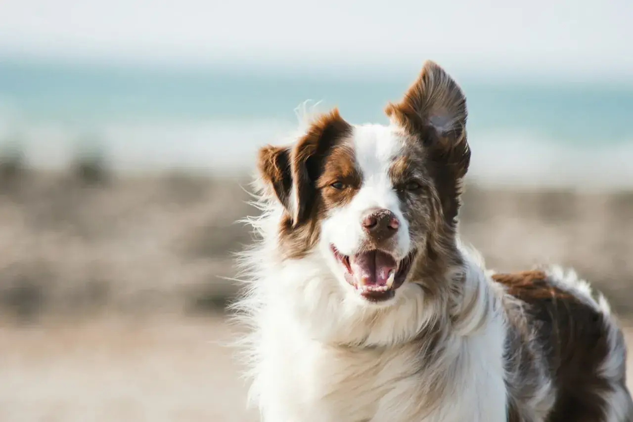 Un perro de raza papillon, con pelaje marrón y blanco, sonríe en la playa.
