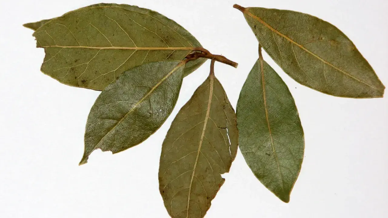 Ramita con hojas de laurel, algunas verdes y otras con tonos marrones y secas, mostrando sus venas marcadas.