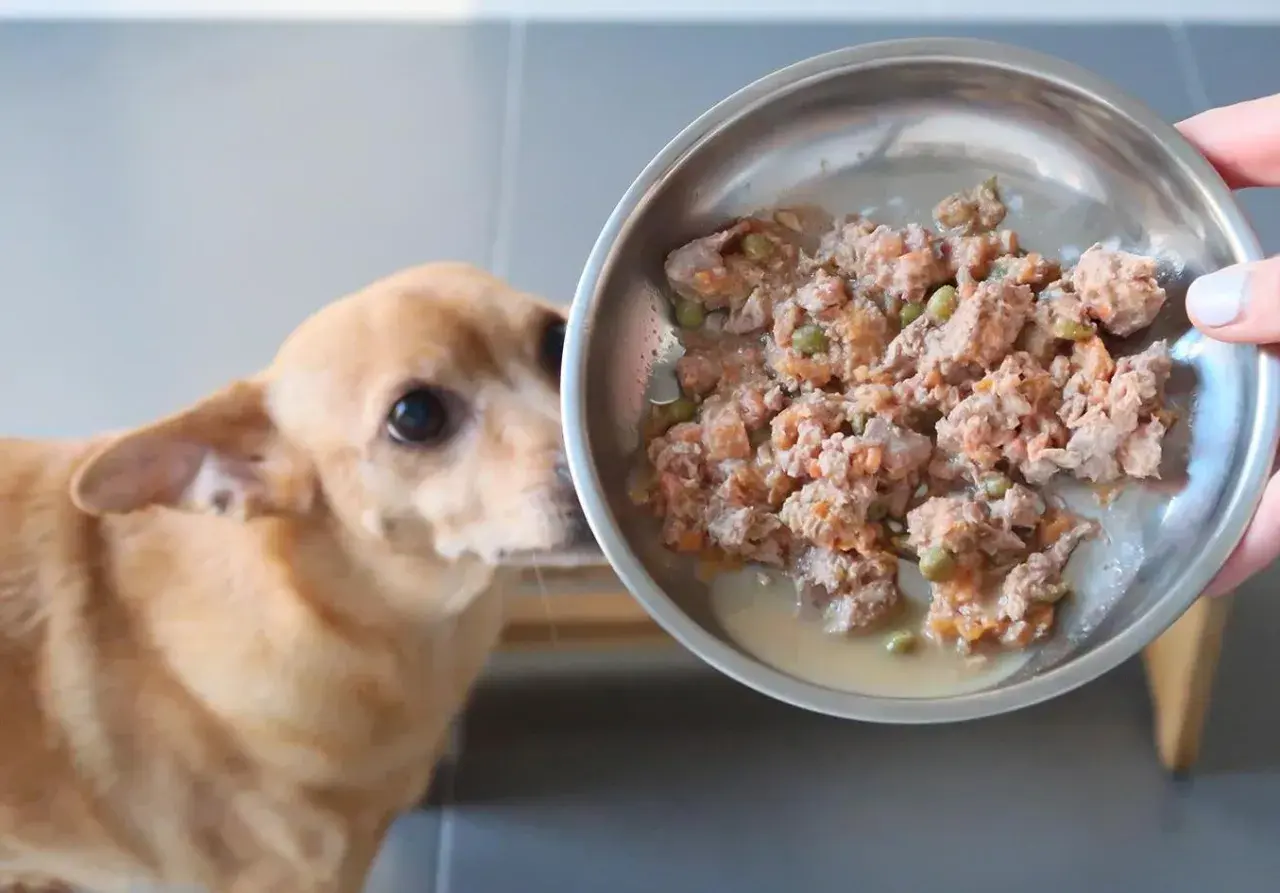 Perro mira plato con comida casera para dieta renal.