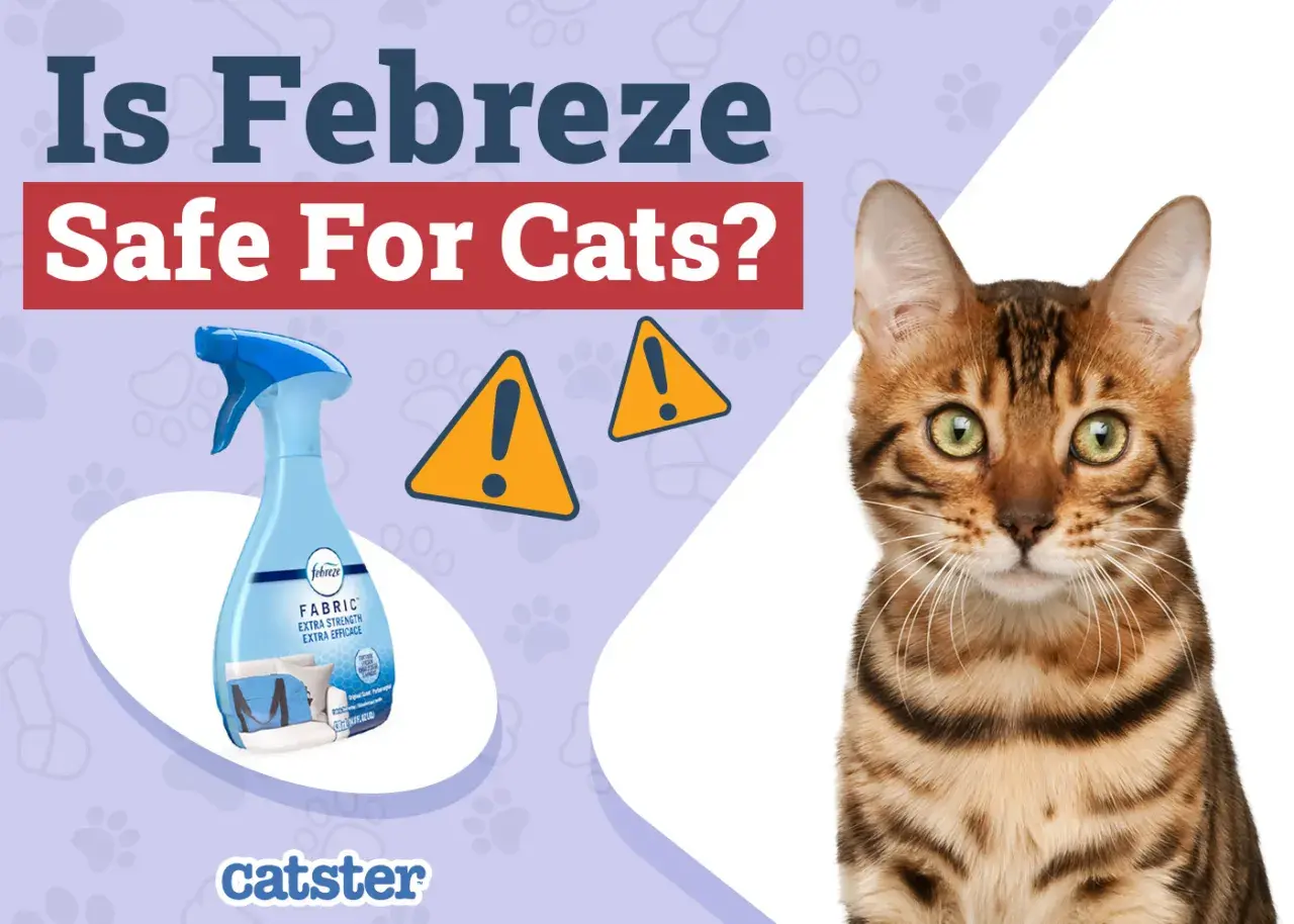 A Bengal cat looks concerned as a Febreze spray bottle is shown, questioning "Is Febreze safe for cats?". Two yellow warning signs are visible.