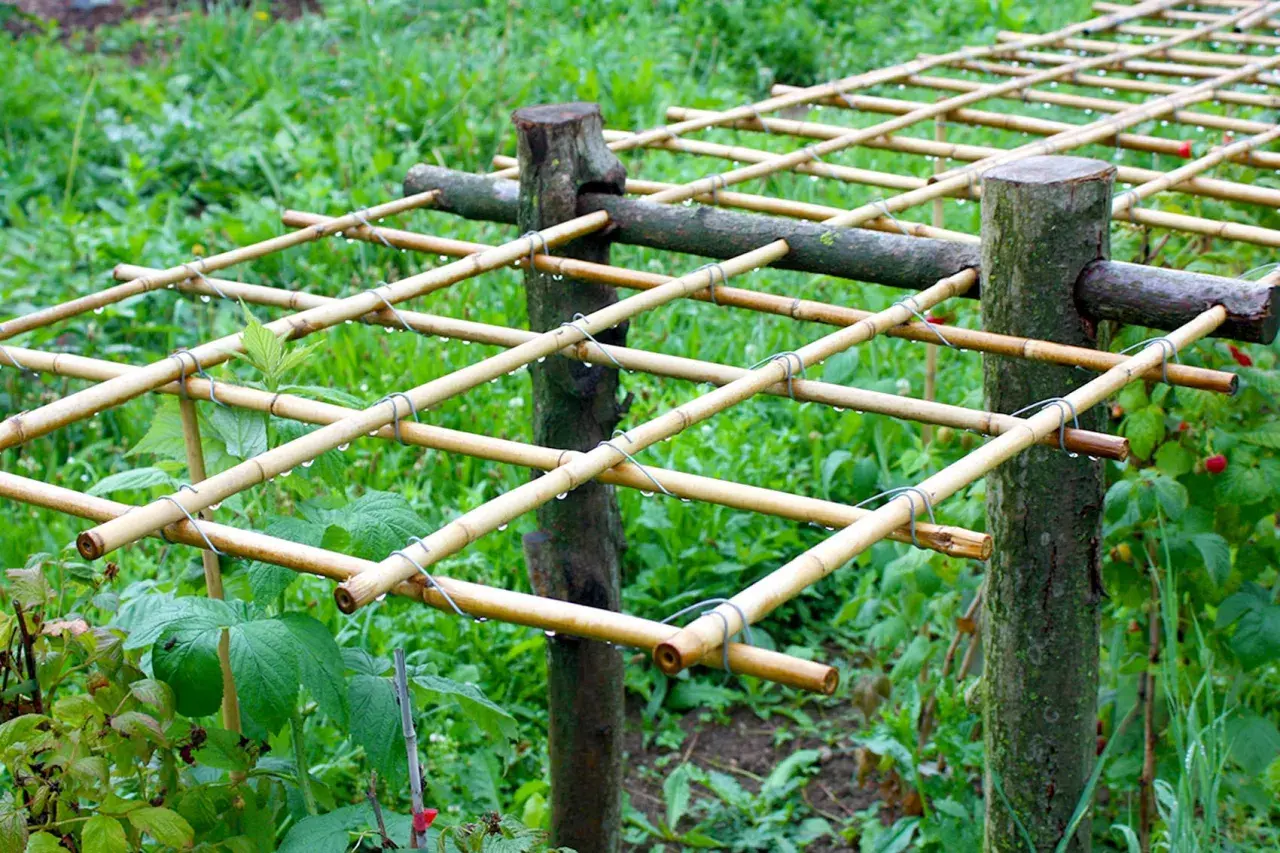 Ein selbstgebautes Rankgitter aus Bambusstäben, ideal zum Himbeeren pflanzen und für eine reiche Ernte.