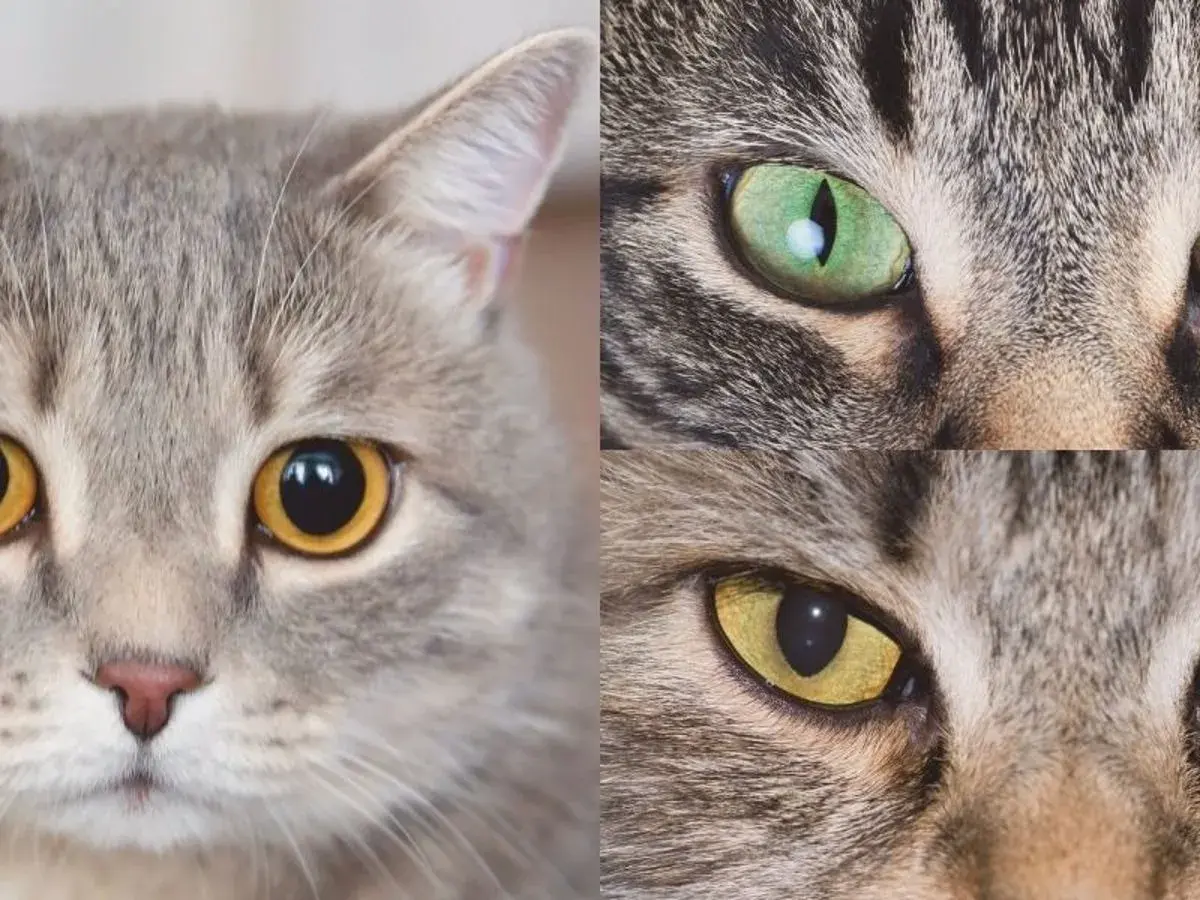Primer plano de tres gatos, uno con pupilas dilatadas, mostrando sus ojos expresivos y pelaje.