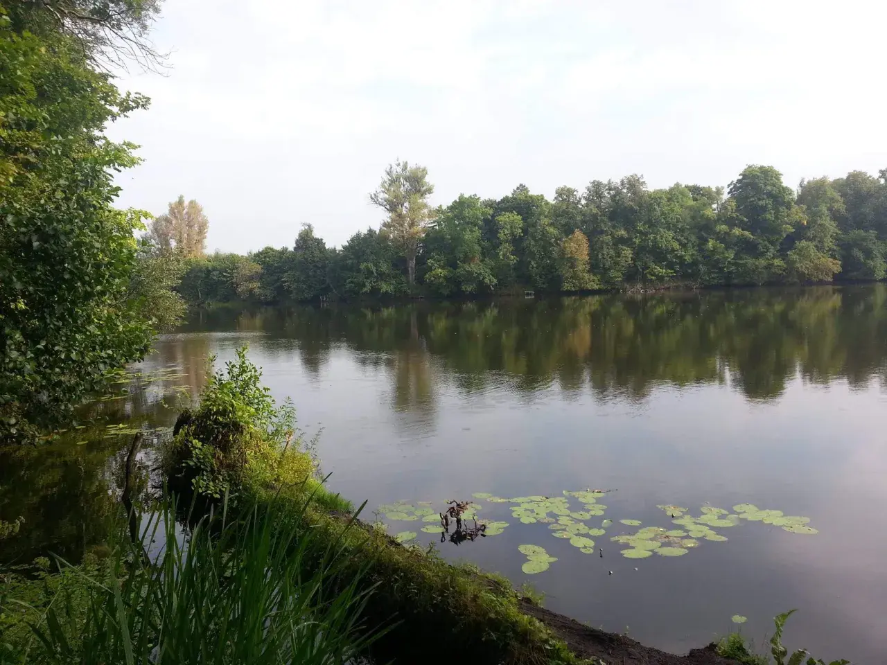 Spokojne jezioro Rokola otoczone bujną zielenią drzew, z liliami wodnymi na powierzchni.