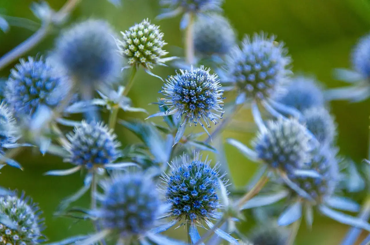 Nahaufnahme von stacheligen, blauen Blütenköpfen. Diese blau blumen namen sind faszinierend und erinnern an kleine Igel.