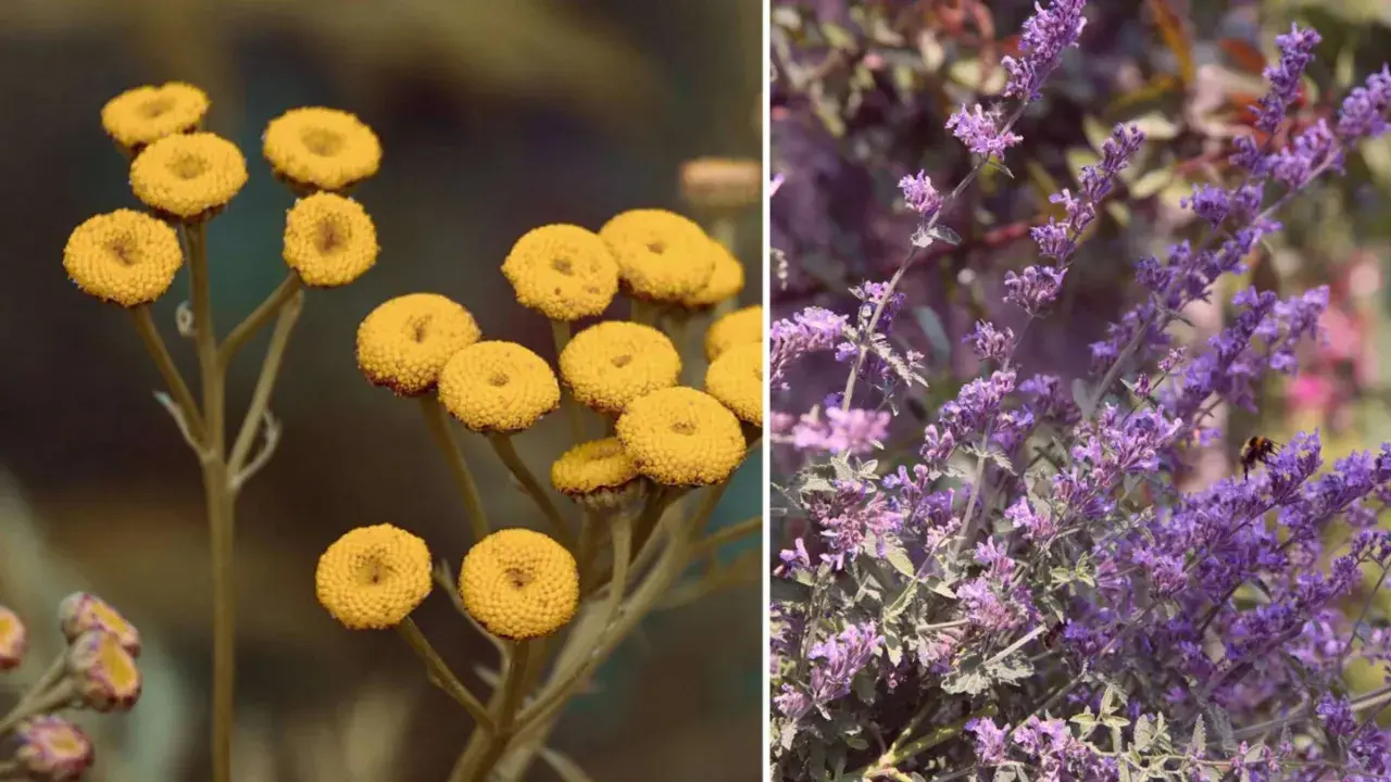 Gelbe Blüten und Lavendel: natürliche Pflanzen gegen Zecken im Garten.