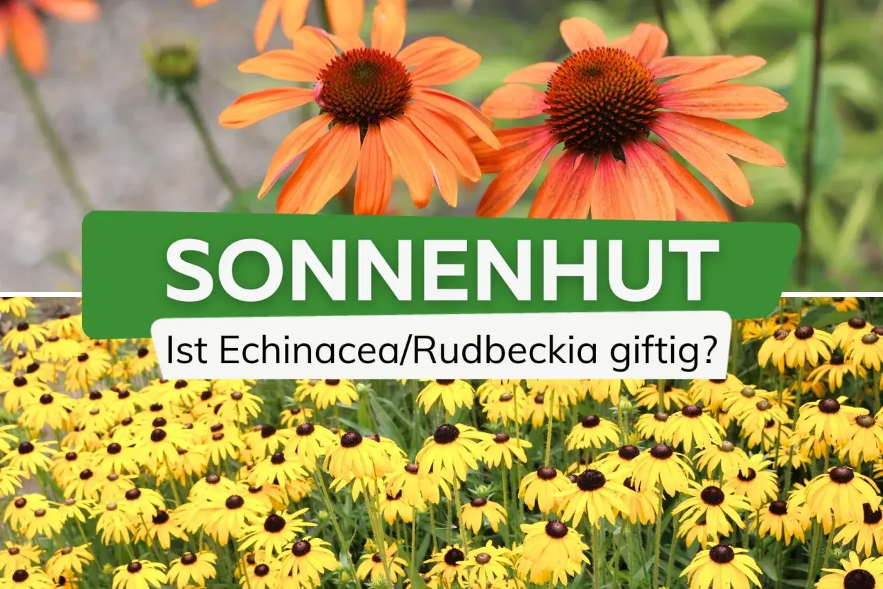 Zwei Sonnenhut-Sorten: orange und gelb. Die Frage "Ist Echinacea/Rudbeckia giftig?" wird gestellt.