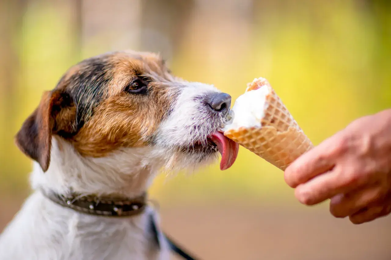 Pyszne lody dla psa przepis! Jack Russell terrier z rozkoszą liże lody z wafelka, które trzyma jego opiekun.