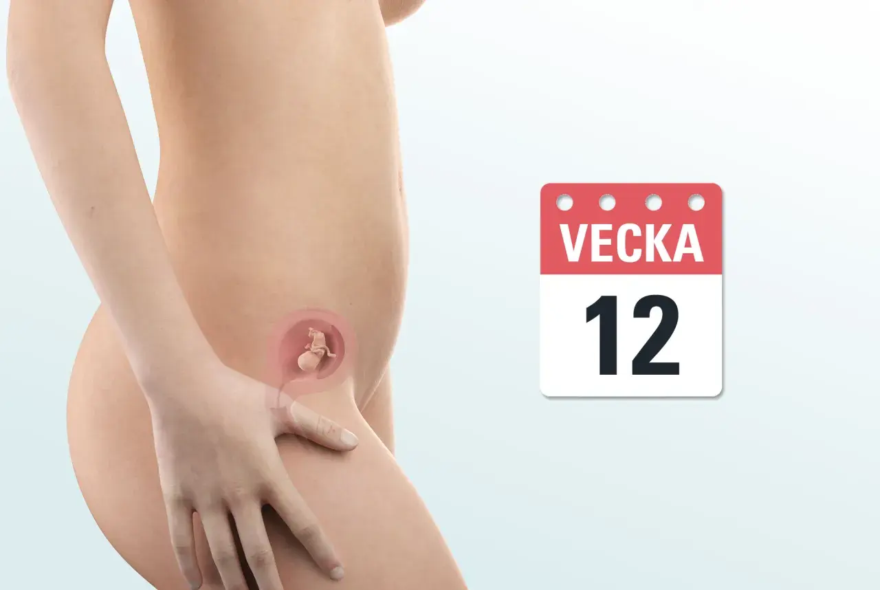 Gravid vecka 12. En illustration visar en gravid mage med en bebis i livmodern. En kalender visar "Vecka 12".