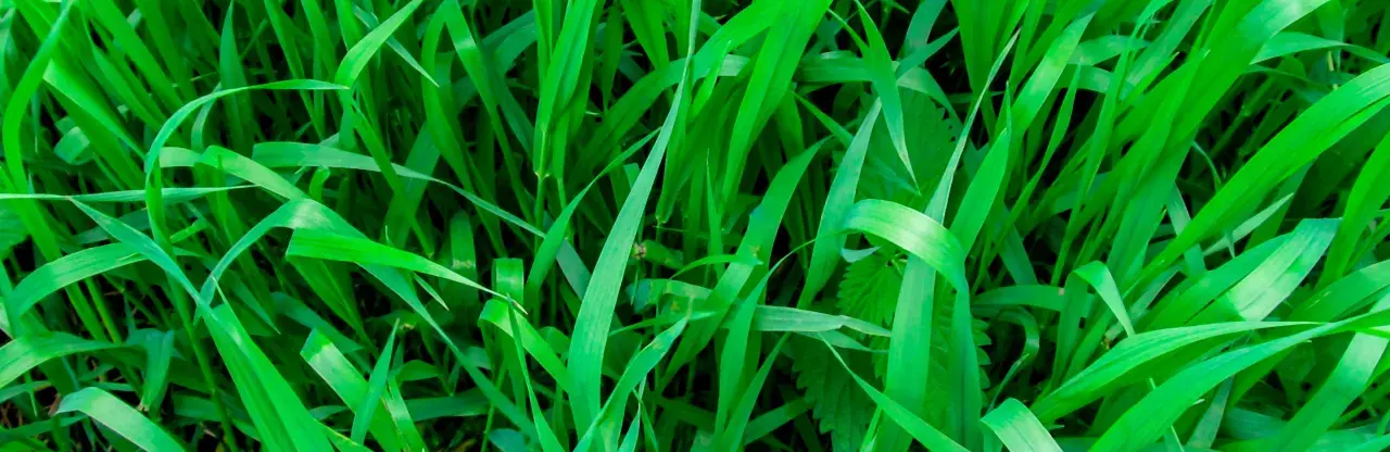 Un champ d'herbes vertes luxuriantes, où il est facile de reconnaître le chiendent envahissant.