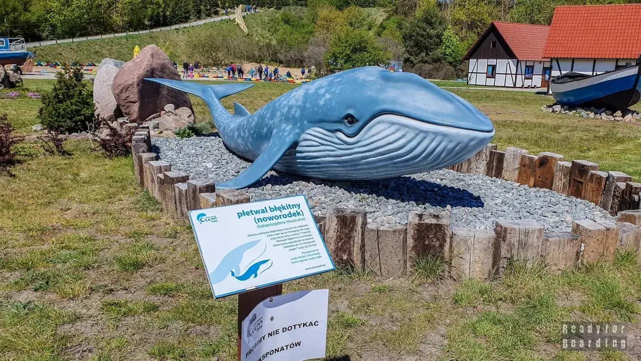 Model płetwala błękitnego w ocean park. Obok tablica informacyjna o wielorybach.