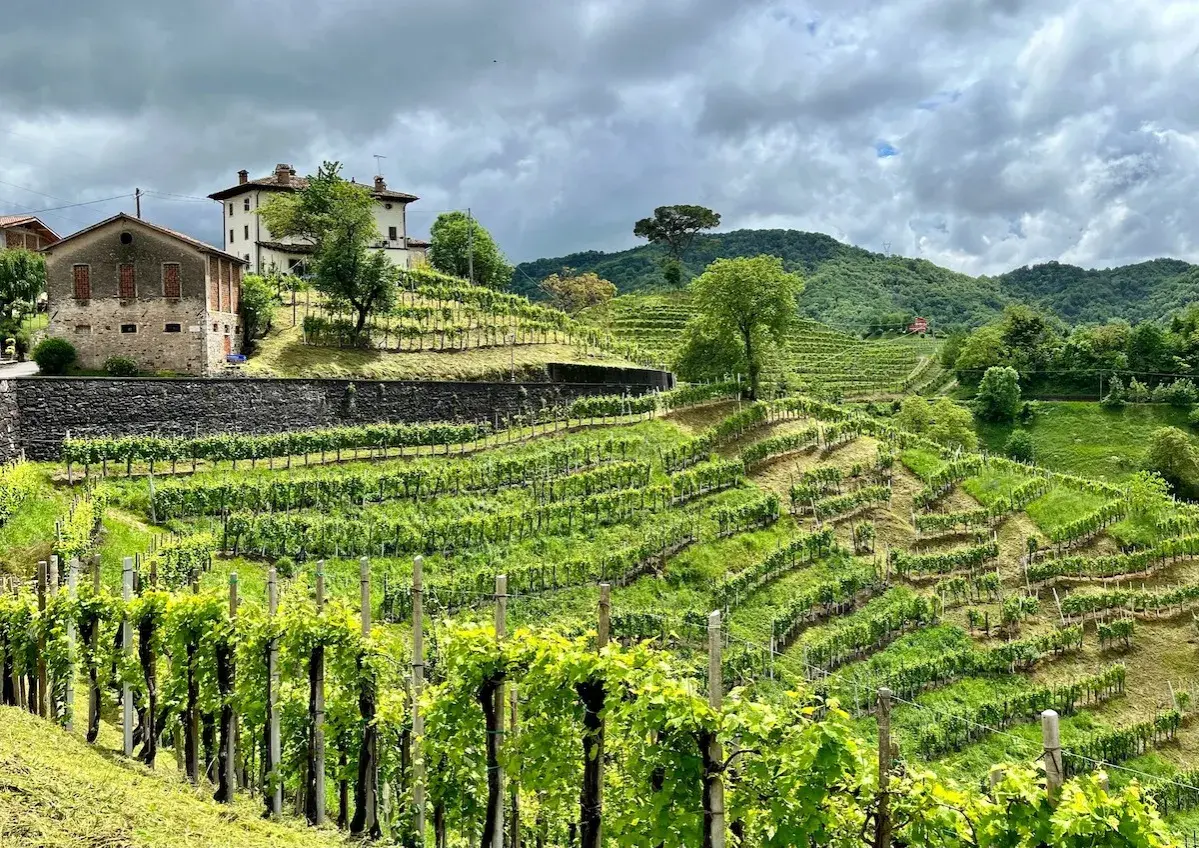 Colline del Prosecco: vigneti terrazzati e casali storici, un paesaggio mozzafiato da esplorare.