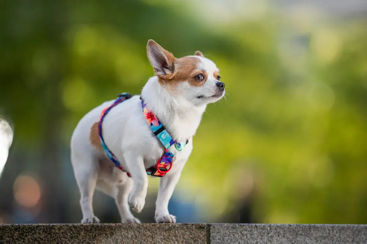 Mały piesek chihuahua w kolorowej obroży dla chihuahua, z dumą spogląda w dal.