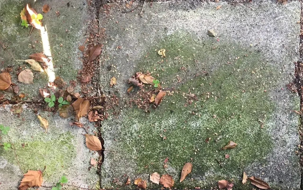 Gröna stenplattor med mossa och höstlöv. Ett husmorstips för att ta bort mossa kan vara att använda vinäger eller bikarbonat.