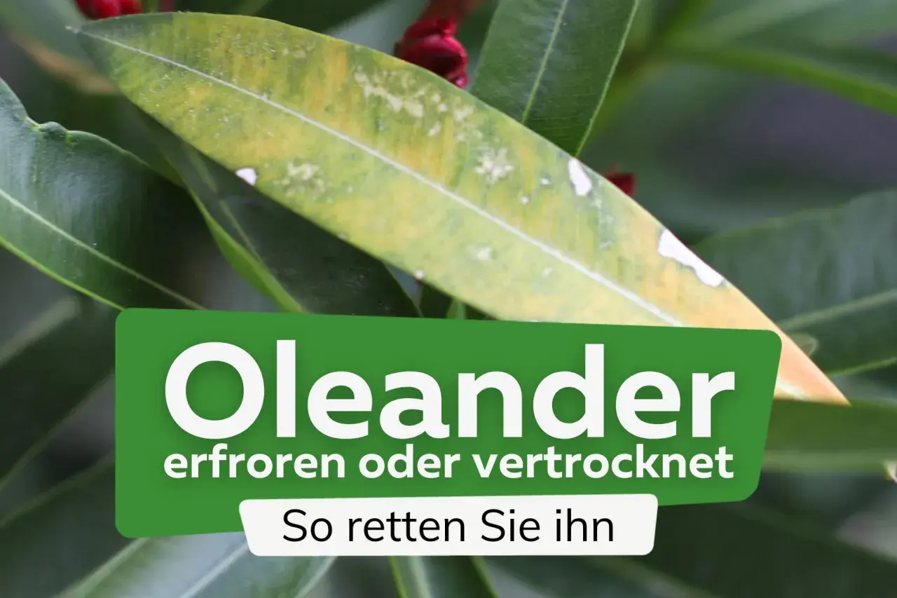 Oleanderblatt mit gelben Flecken, Anzeichen von Oleander Frostschaden. Tipps zur Rettung der Pflanze.