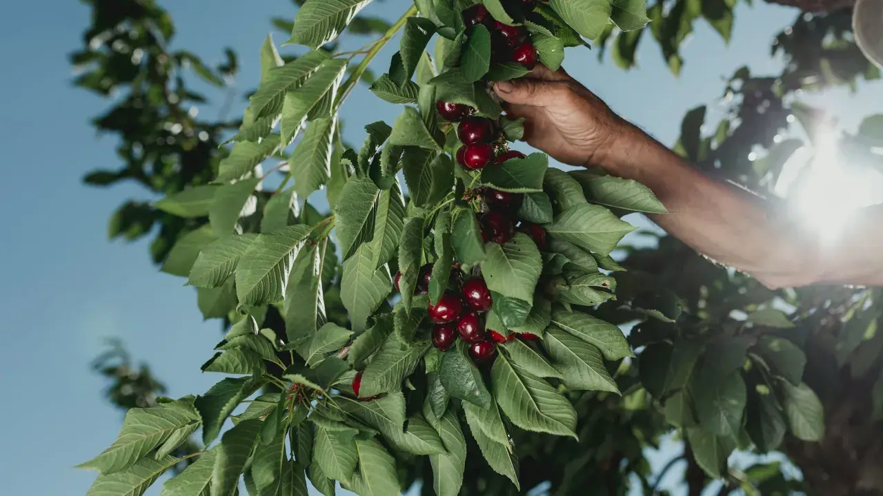 Mano recolectando cerezas rojas y jugosas en la época de cerezas, bajo un cielo azul brillante.