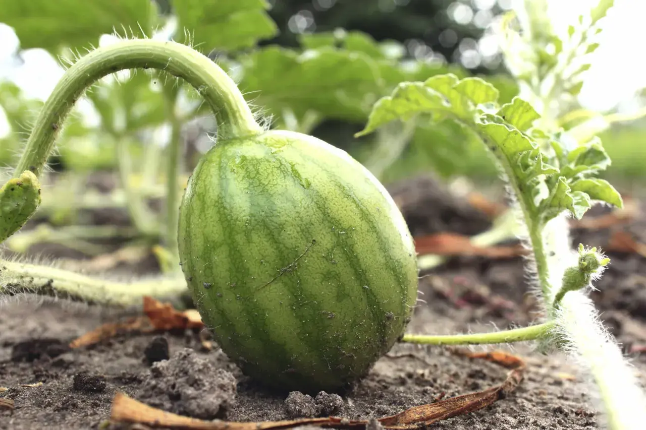 Kleine, grüne Wassermelone wächst am Boden. Man sieht, wie wachsen Wassermelonen: aus einem zarten Stiel mit feinen Härchen.