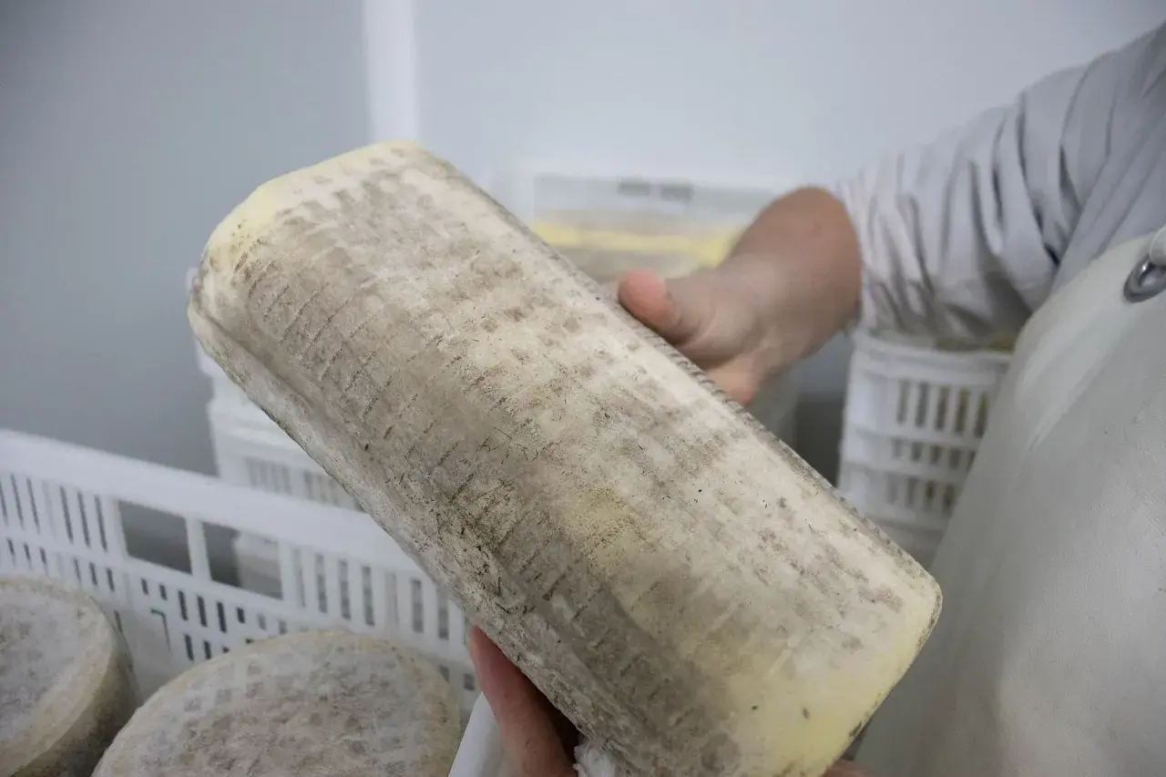 Un queso pata de mulo artesanal, listo para ser degustado. Su corteza rústica y su interior cremoso invitan a descubrir su sabor.