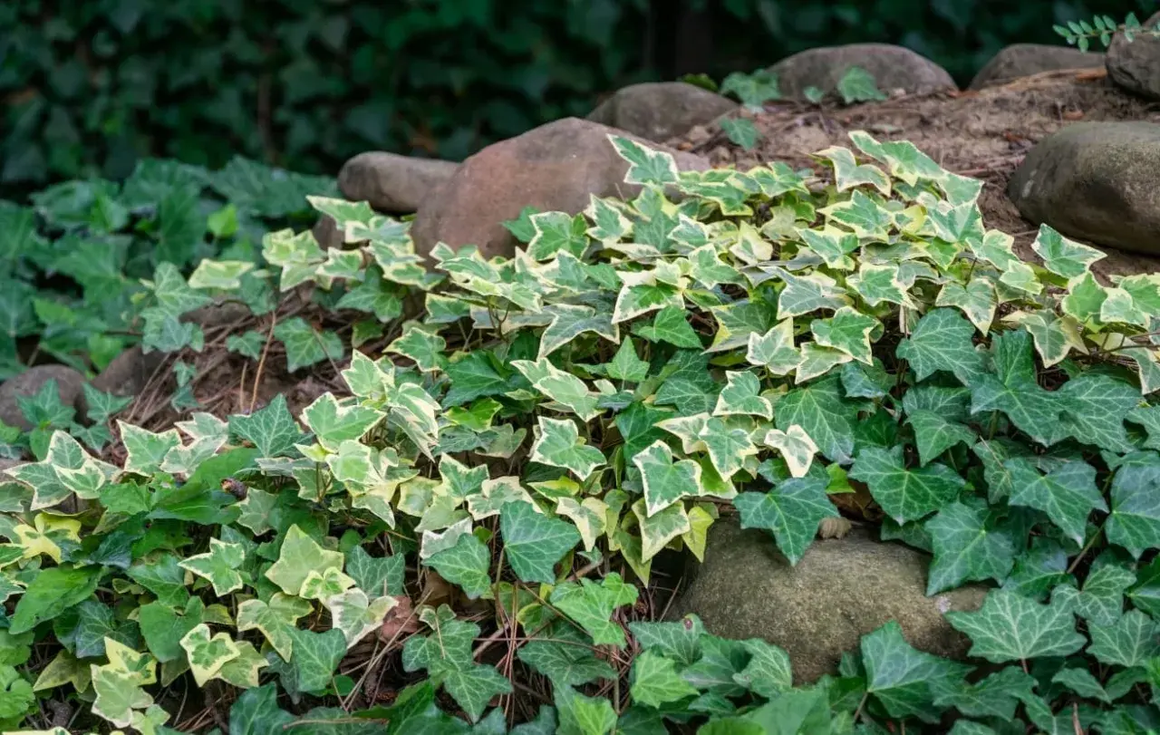 Una planta trepadora de hiedra variegada y verde se extiende sobre rocas y tierra, creando un tapiz natural.
