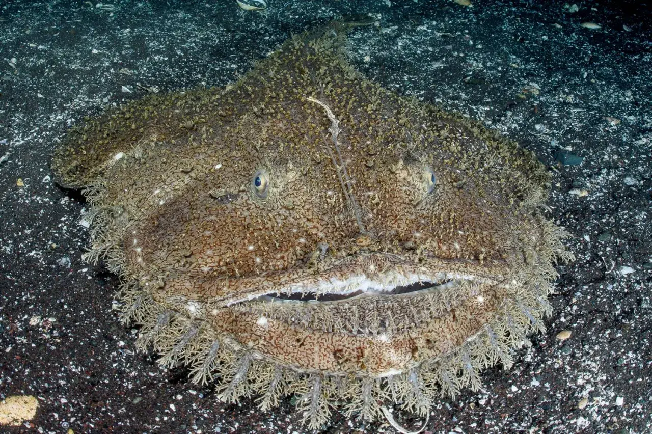 Ein Seeteufel im Wasser, mit seinem breiten Maul und faserigen Bart, lauert auf dem dunklen Meeresboden.