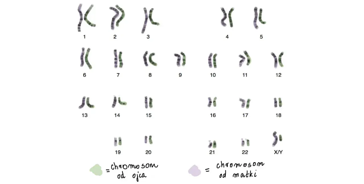 Kariotyp człowieka: 23 pary chromosomów, w tym 22 pary autosomów i 1 para chromosomów płci (X/Y).