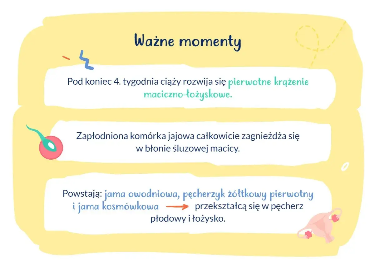 Ważne etapy ciąży: rozwój krążenia maciczno-łożyskowego, implantacja zarodka w macicy, tworzenie pęcherza płodowego i łożyska.