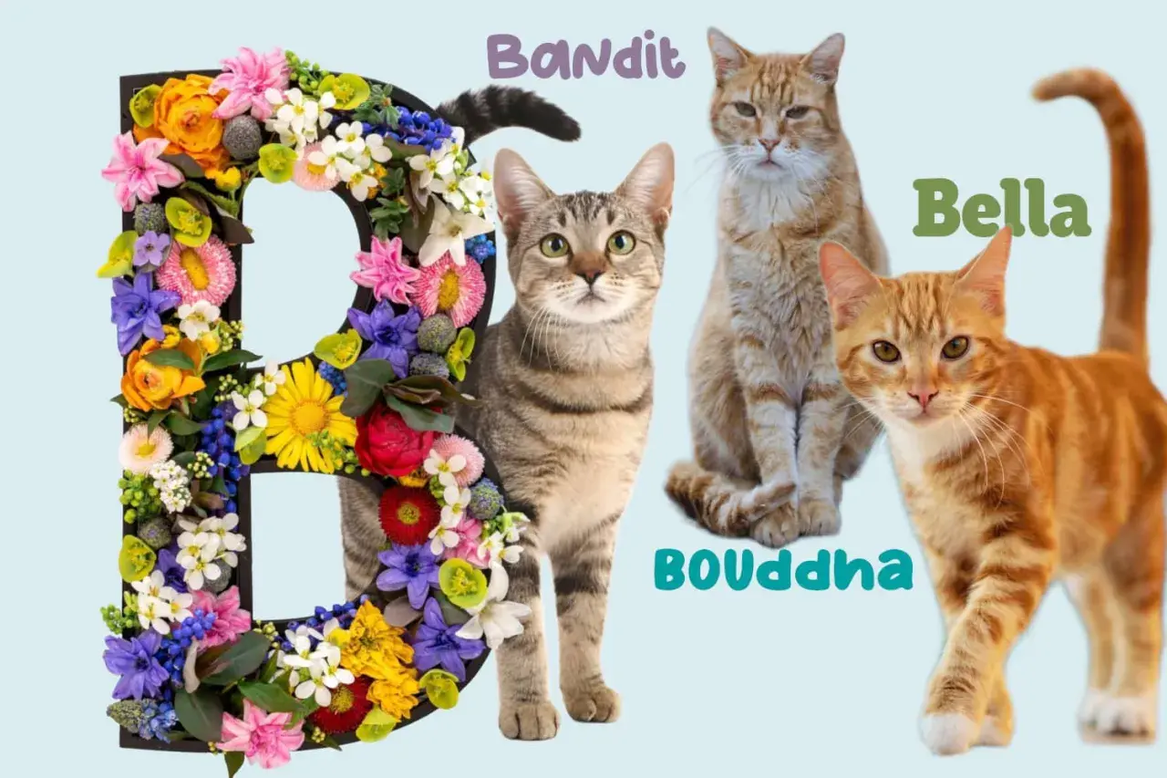 La lettre B décorée de fleurs, avec les chats Bandit, Bella et Bouddha.