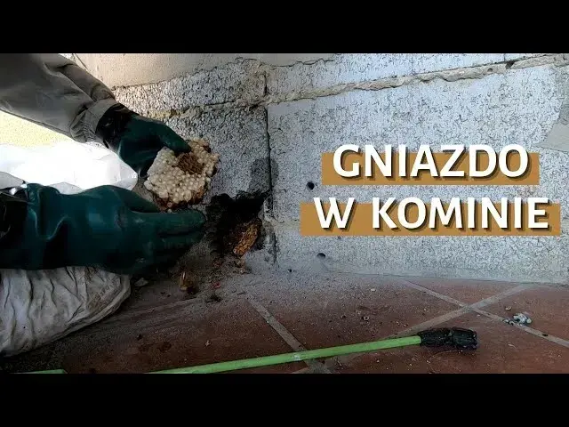 Jak bezpiecznie i legalnie usunąć gniazdo kawek z komina - porady kominiarza