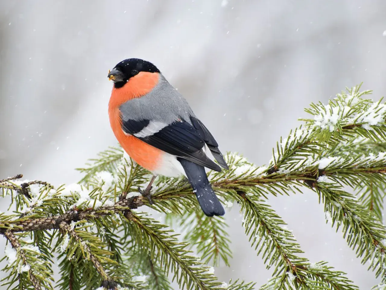 Ein Kernbeißer mit leuchtend orangefarbener Brust sitzt auf einem schneebedeckten Tannenzweig. Ein schönes Motiv, um einen Vogel zu bestimmen.