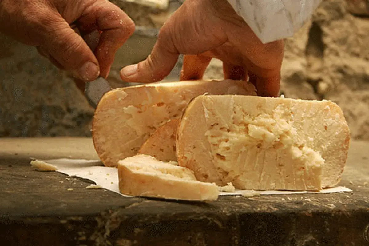 Mani che tagliano un pezzo di formaggio di fossa Talamello, dal sapore intenso e autentico.