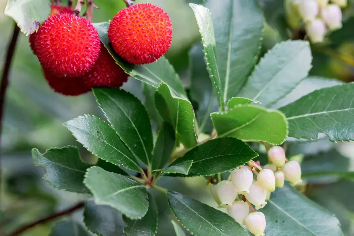 Arbousier en hauteur, ses fruits rouges texturés et ses grappes de fleurs blanches en clochettes.