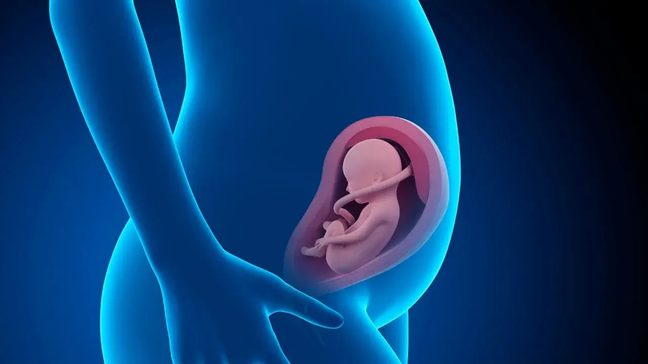 Feto di 16 settimane in utero, un piccolo essere che cresce e si sviluppa, protetto e nutrito.