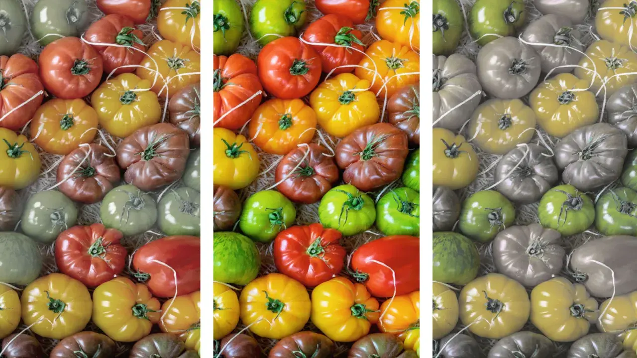Was ergibt rot und grün? Eine bunte Vielfalt an Tomaten, von leuchtend rot und gelb bis zu grün und braun.