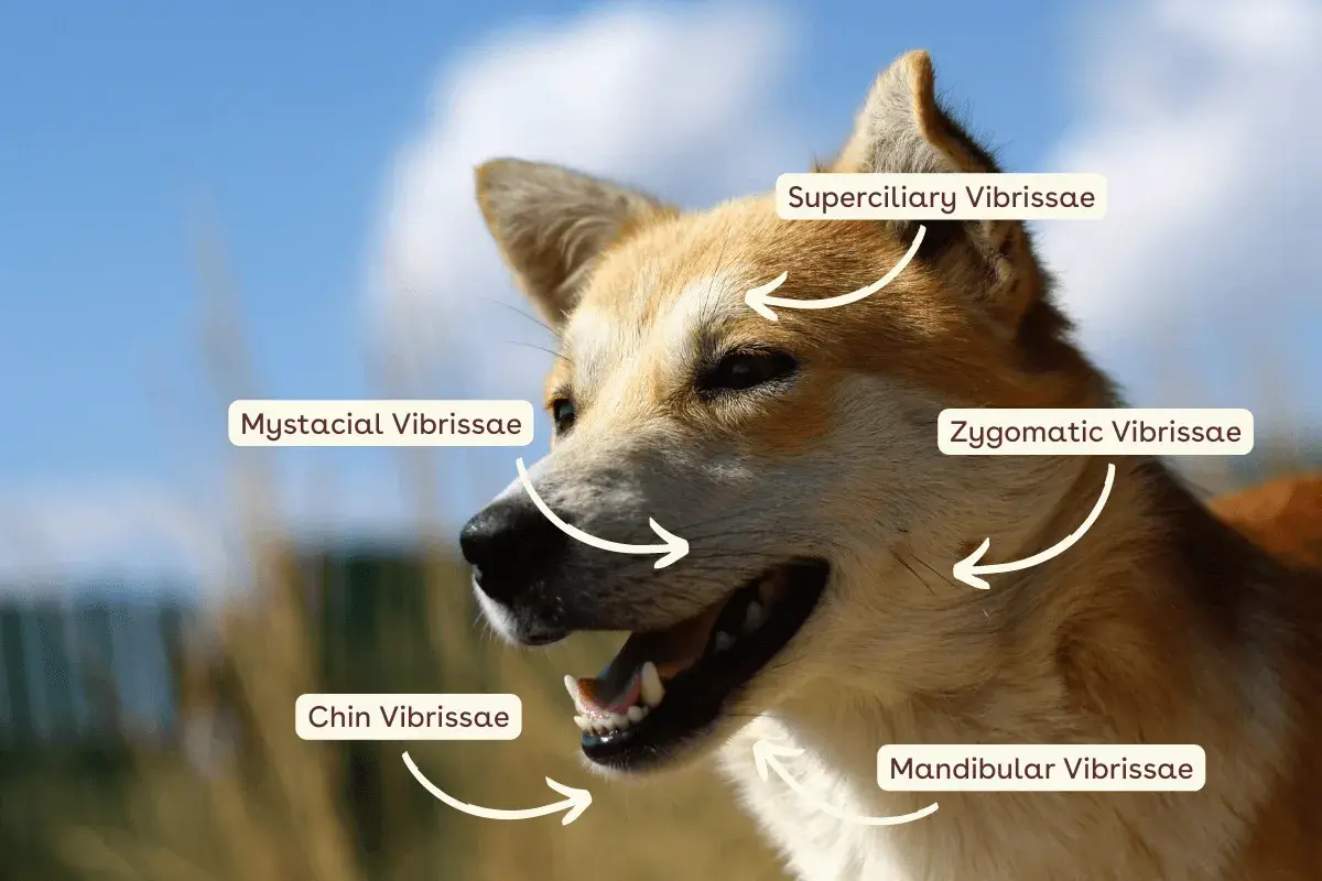 A dog's face, showing why dogs have whiskers: mystacial, zygomatic, superciliary, and chin vibrissae.