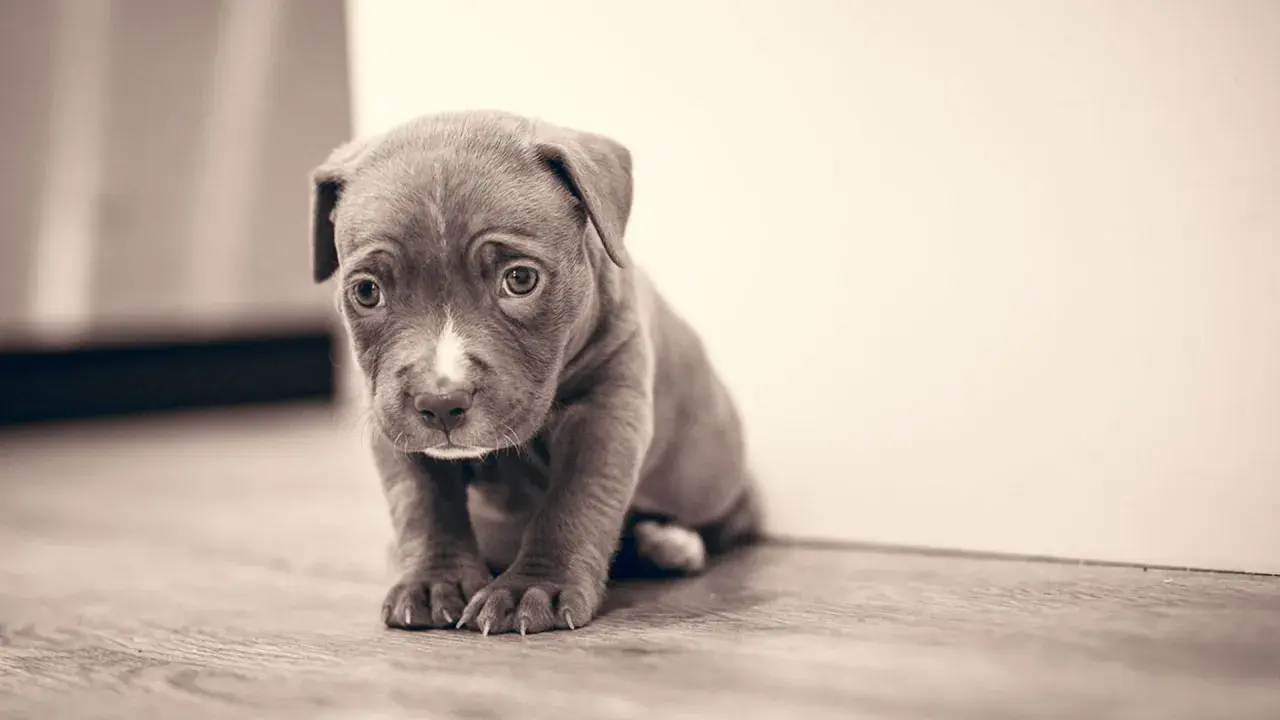 Un tierno cachorro de pitbull, con ojos tristes, sentado en el suelo. Es difícil ignorar al cachorro cuando llora.