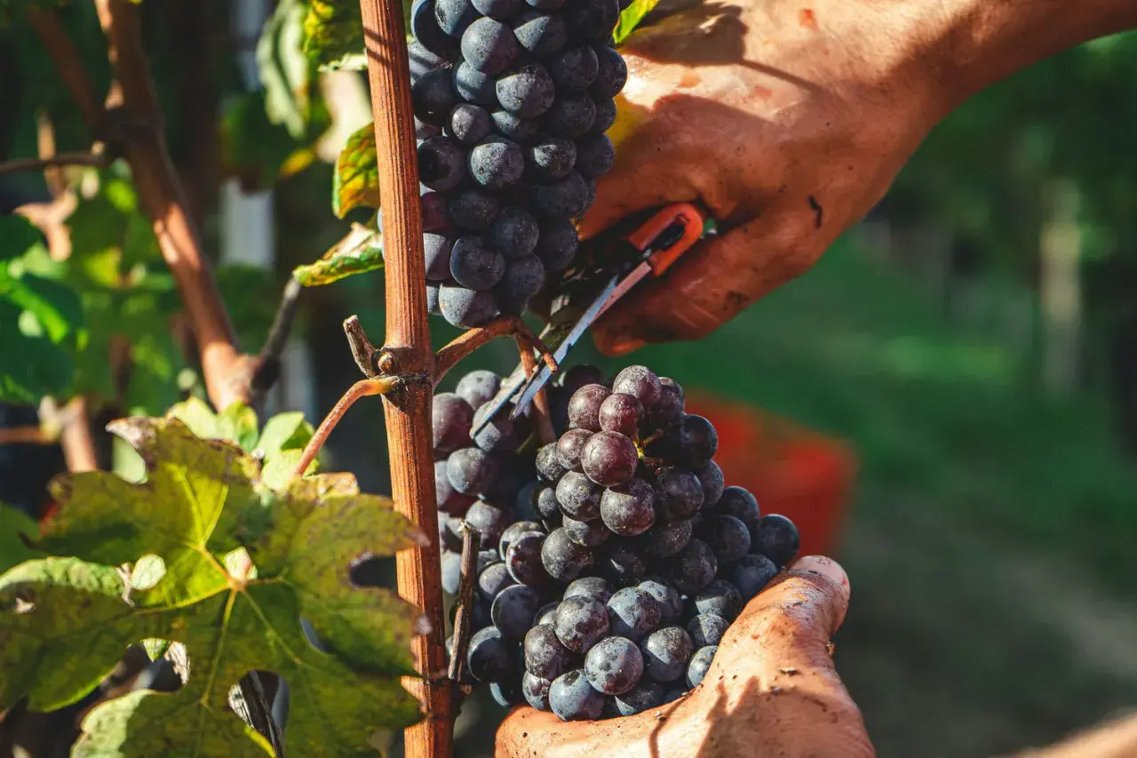 Hände ernten reife Zinfandel Primitivo Trauben im Weinberg. Die dunklen Beeren glänzen in der Sonne.