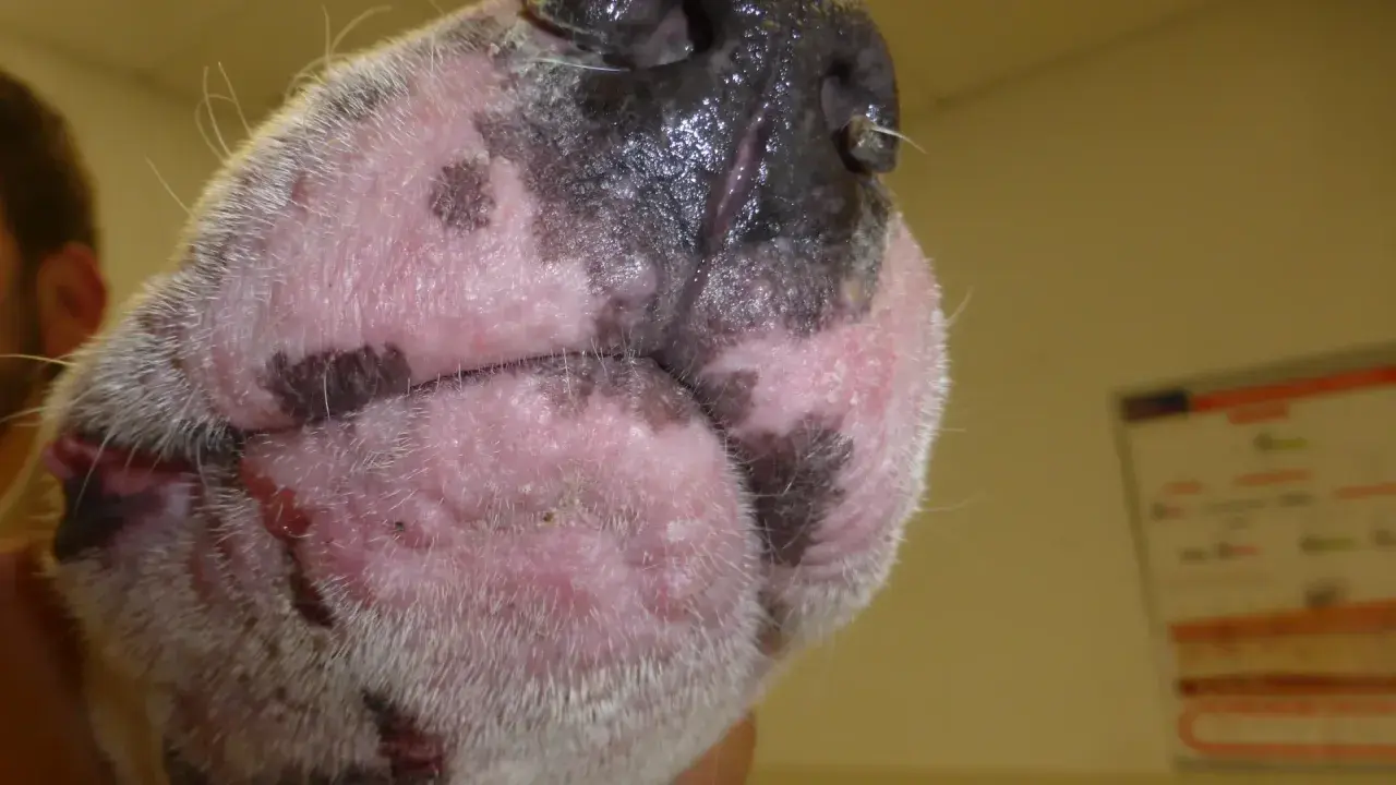 Primer plano de la cara de un perro con piel irritada y enrojecida, posiblemente por una alergia al pelo de perro.