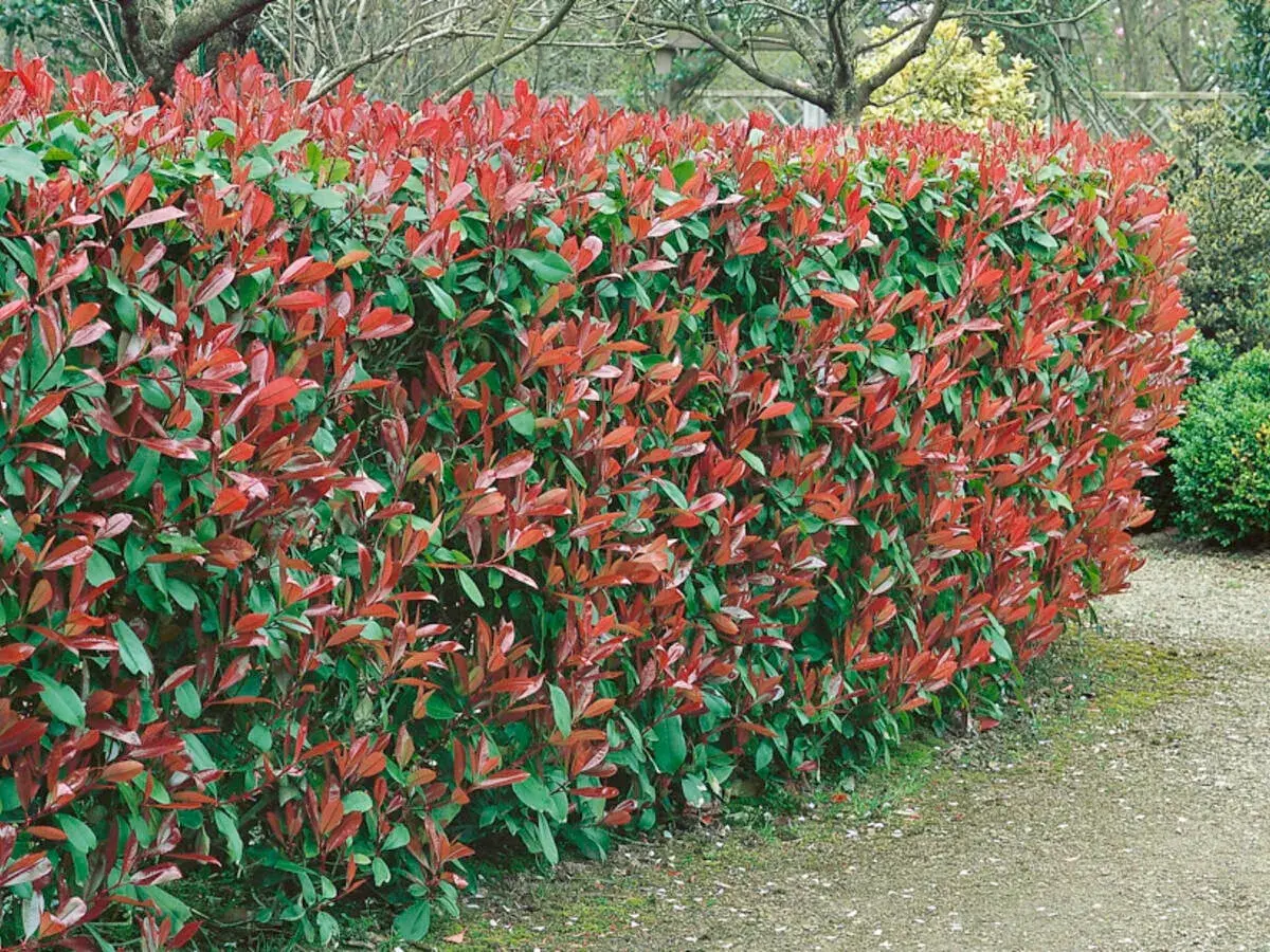 Eine dichte, 3 Meter hohe Hecke mit leuchtend roten und grünen Blättern säumt einen Kiesweg.