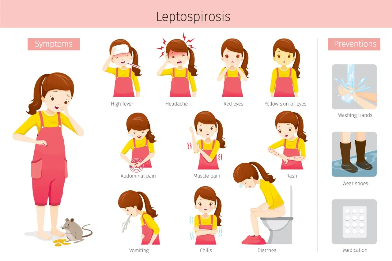 Illustrations montrant les symptômes de la leptospirose : fièvre, maux de tête, yeux rouges, peau jaune, douleurs abdominales, musculaires, éruptions cutanées, vomissements, frissons, diarrhée.