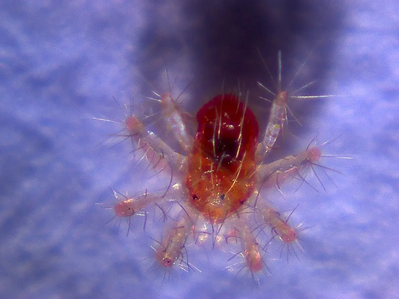 Nahaufnahme einer winzigen roten Spinne mit vielen feinen Härchen auf ihren Beinen.