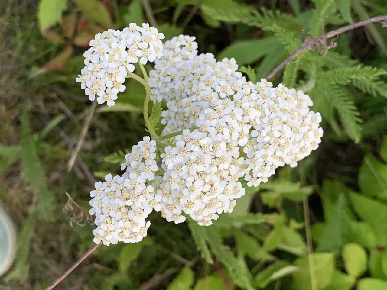 En klase av små, vita blommor med gula mittpunkter, som en liten vit blomma med gult i mitten, växer i grönskan.