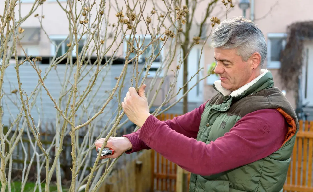 Mann schneidet mit einer Gartenschere einen kahlen Strauch zurück, bereit für das Hibiskus umpflanzen im Frühling.