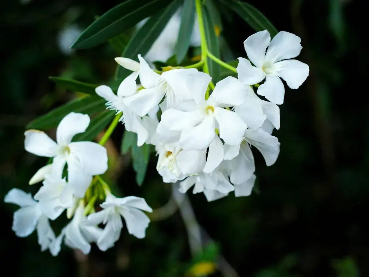 Ramo de flores blancas, quizás uno de los tipos de jazmín, con pétalos delicados y hojas verdes oscuras al fondo.