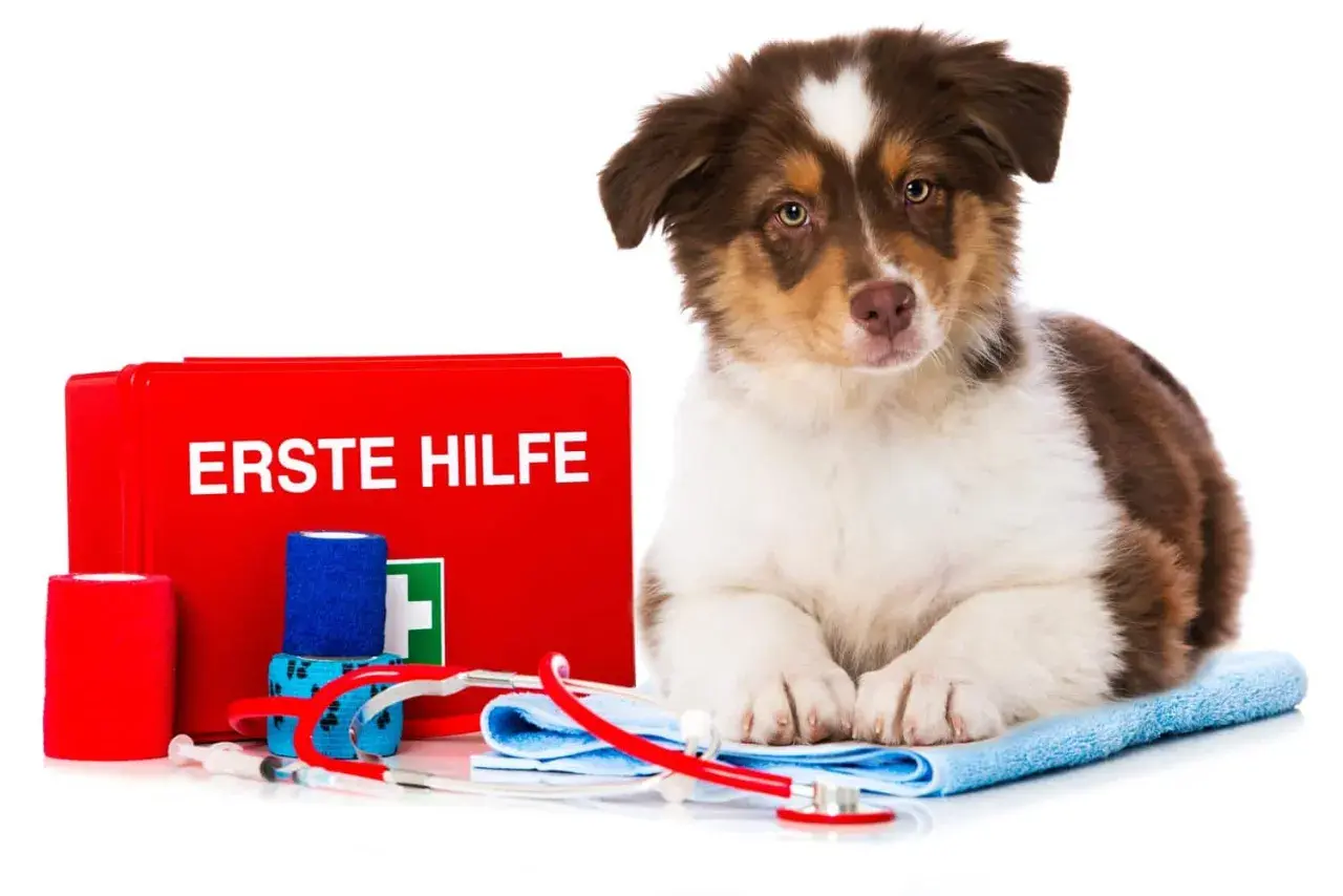 Süßer Australian Shepherd Welpe neben einer Erste-Hilfe-Box. Bei einer australian shepherd allergie ist schnelles Handeln wichtig.
