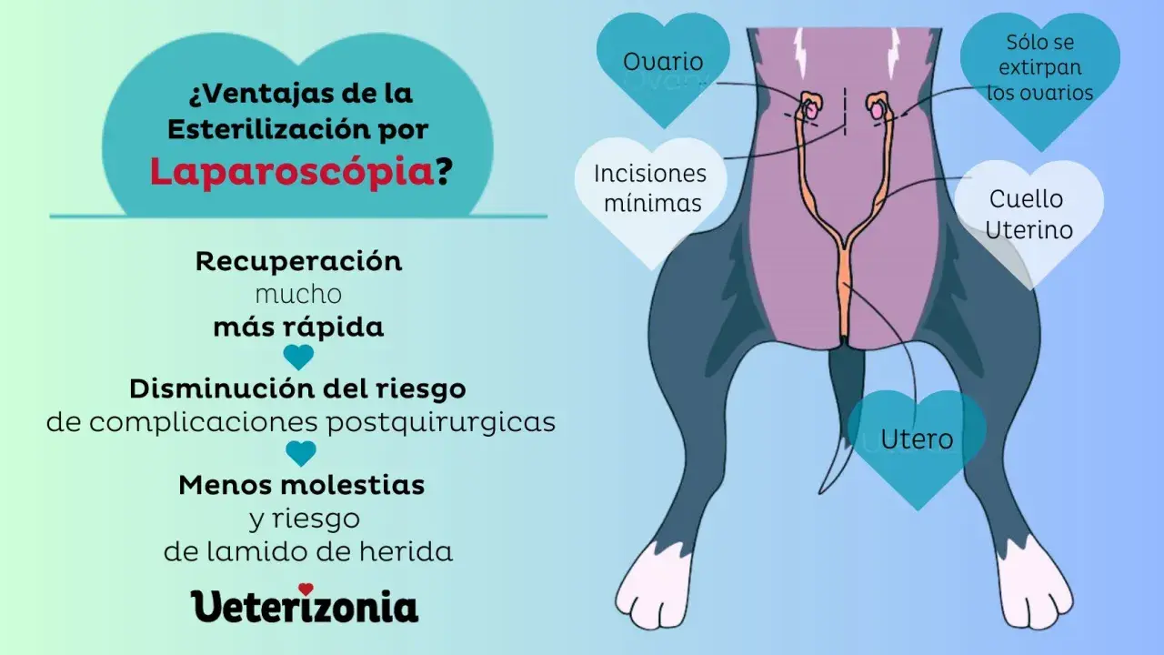 Ilustración de la esterilización laparoscópica de una perra, mostrando la extirpación de ovarios y útero. Beneficios: recuperación rápida, menos riesgos.