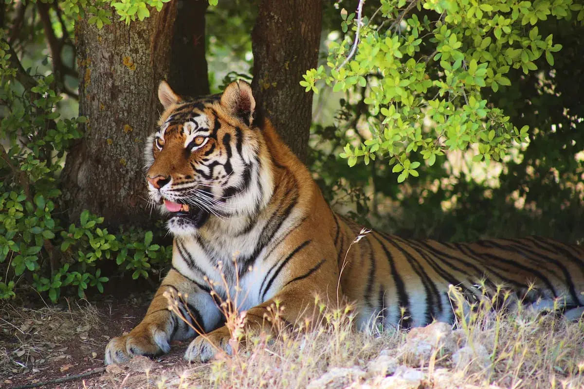 Un majestuoso tigre descansa bajo la sombra de un árbol, con su pelaje anaranjado y rayas negras. Es como soñar con un tigre en su hábitat natural.
