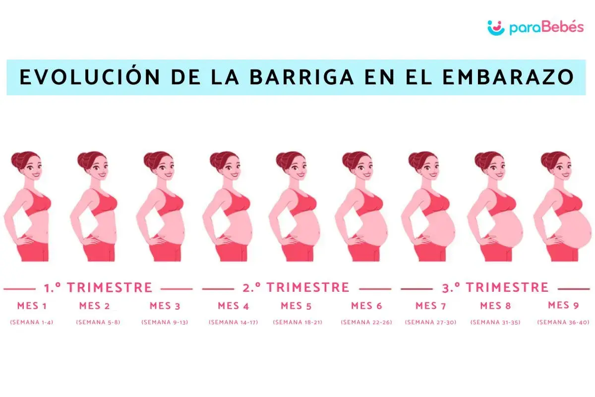 Ilustración muestra la evolución barriga embarazo mes a mes, desde el primer al noveno mes.