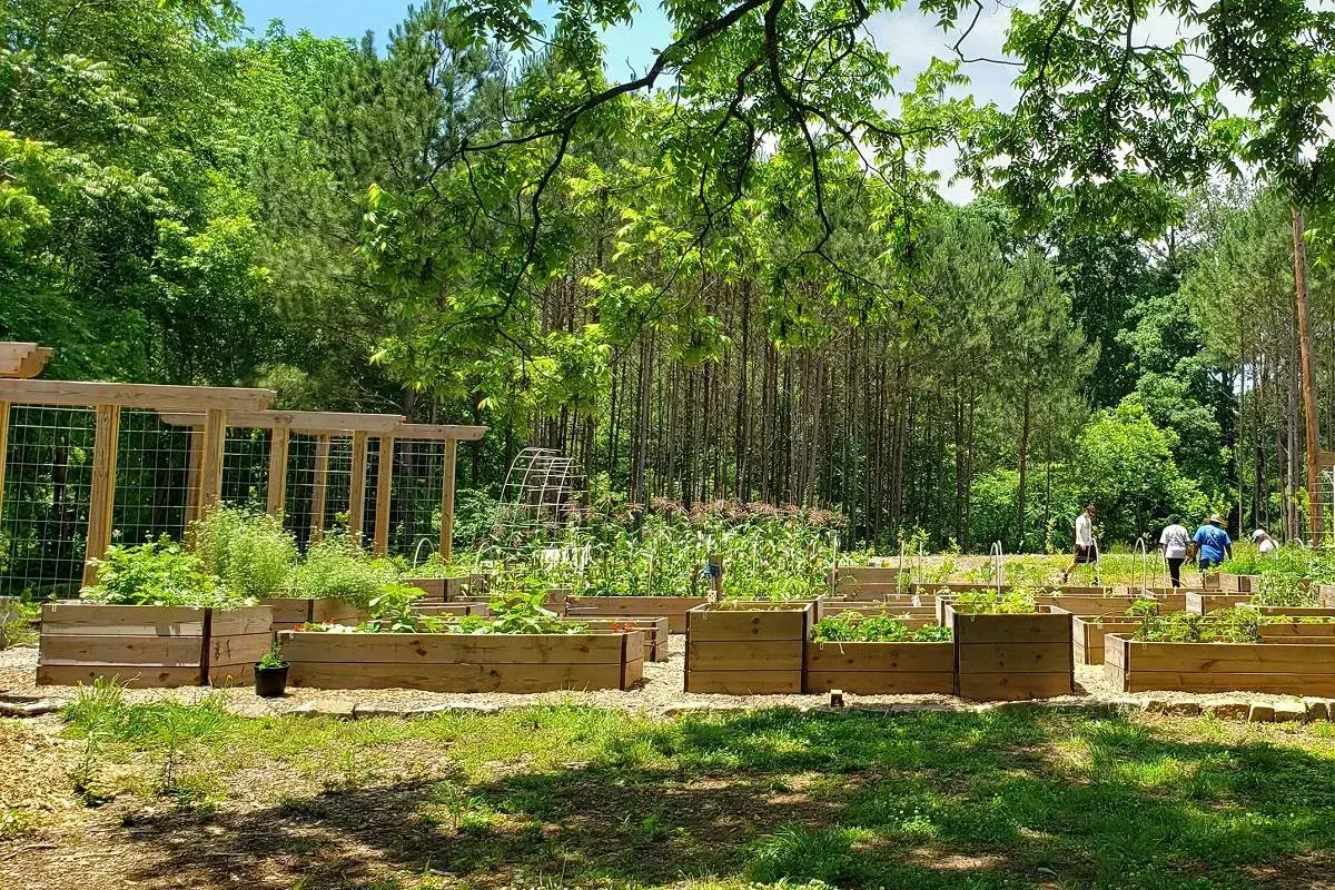 Un rigoglioso food forest con aiuole rialzate piene di verdure e alberi sullo sfondo. Persone passeggiano tra le coltivazioni.